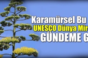 Ereğli’de Dünya Mirası Agave Kaktüsü Yüzyılda Bir Açtı!