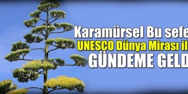 Ereğli’de Dünya Mirası Agave Kaktüsü Yüzyılda Bir Açtı!