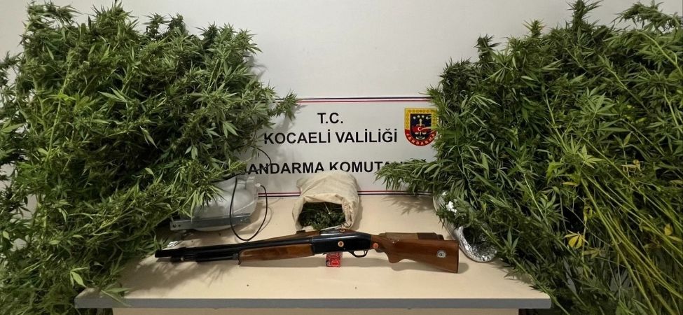 Jandarma Baskininda 10 Kok Skunk 1.546 gram ve Silah Malzemeleri Ele Gecirildi Supheli Adli Kontrolle Serbest Jandarma Baskınında 10 Kök Skunk, 1.546 gram ve Silah Malzemeleri Ele Geçirildi; Şüpheli Adli Kontrolle Serbest