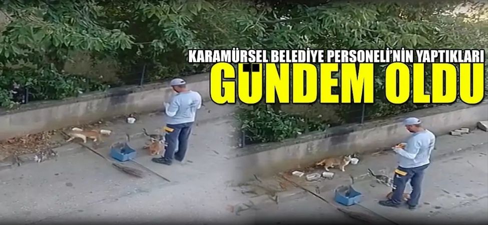 Karamürsel’de Temizlik Görevlisinin Kedilere Olan Sevgisi Yürekleri Isıttı