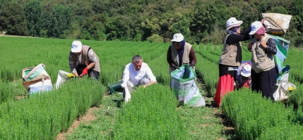 Kocaeli’de Tarıma 1 Milyar TL’lik Destek Üretici Memnun, Verim Artıyor