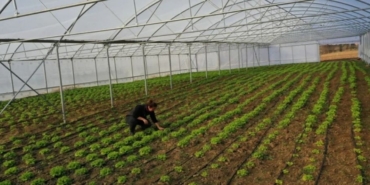 Kocaeli’de Tarımda Yeni Dönem 207 Çiftçiye Modern Sera Desteği
