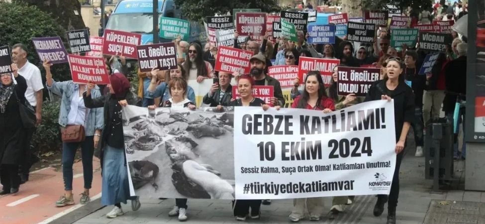 KOHAYDER ve Hayvanseverlerden Barınaklar ve Besleme Yasağına Tepki