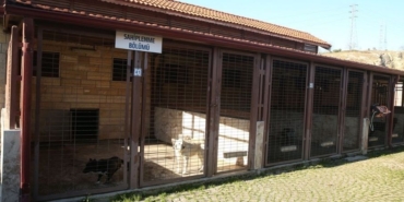 Kocaeli'de 60 Bin Sahipsiz Köpeğe Karşılık Sadece 1.500 Kişilik Barınak Kapasitesi Var