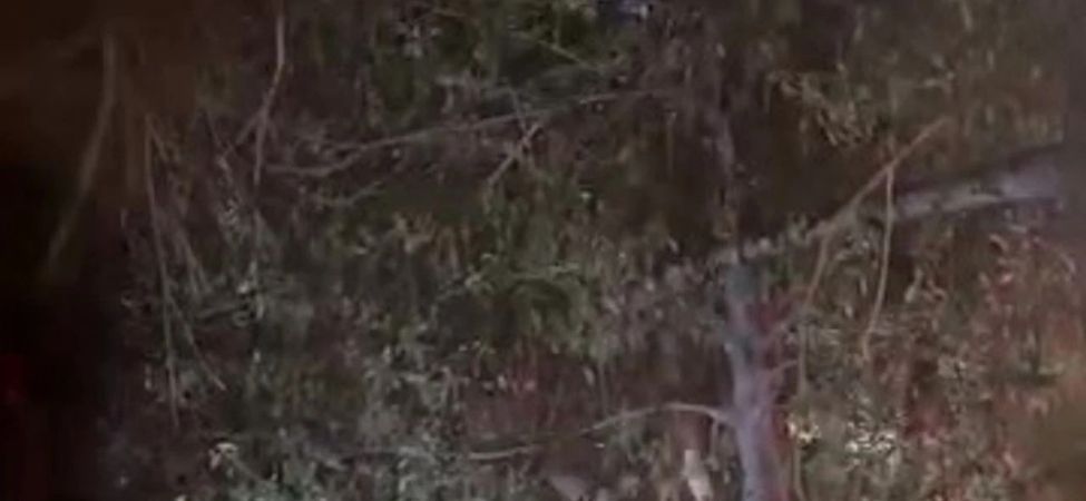 Gölcük'te Topunu Kurtarmak İsteyen Küçük Çocuk Ağaçta Mahsur Kaldı İmdadına İtfaiye Yetişti