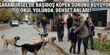 Karamürsel Kayacık’ta Korku Dolu Sabah Okul Yolundaki Anne ve Çocuklarına Köpek Sürüsü Saldırısı