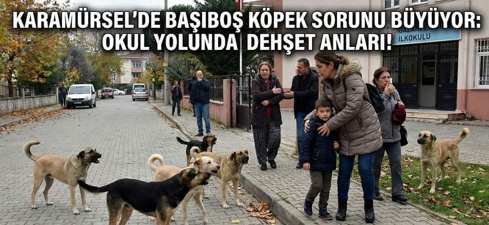 Karamursel Kayacikta Korku Dolu Sabah Okul Yolundaki Anne ve Cocuklarina Kopek Surusu Saldirisi Karamürsel Kayacık’ta Korku Dolu Sabah Okul Yolundaki Anne ve Çocuklarına Köpek Sürüsü Saldırısı