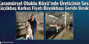 Karamürsel Oluklu Köyü’nde Üreticinin Sesi Küçükbaş Karkas Fiyatı Büyükbaşı Geride Bıraktı