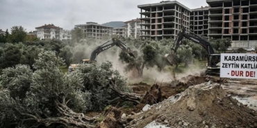 Karamürsel'de Yeşil Alarmı Asırlık Zeytinlikler İnşaat Şantiyesine Kurban Ediliyor!