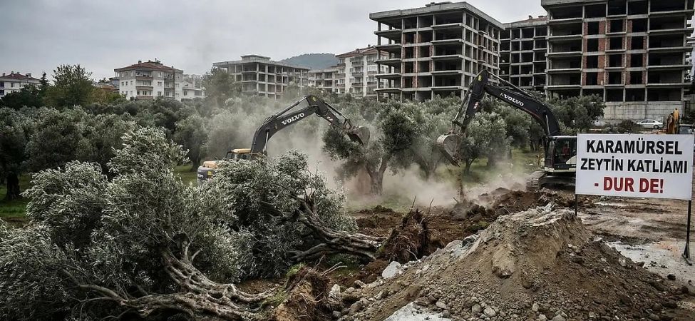 Karamürsel'de Yeşil Alarmı Asırlık Zeytinlikler İnşaat Şantiyesine Kurban Ediliyor!