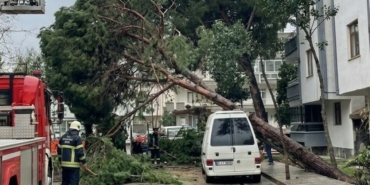 Çocuk Parkının Hemen Yanında Büyük Facia Ucuz Atlatıldı Şiddetli Rüzgar Dev Ağacı Kökünden Söktü