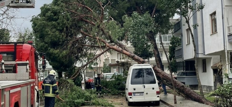 Çocuk Parkının Hemen Yanında Büyük Facia Ucuz Atlatıldı Şiddetli Rüzgar Dev Ağacı Kökünden Söktü