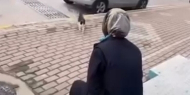 Karamürsel'de Kediye Yağ Çözücü Sıkan Kadın Hakim Karşısına Çıktı İşte Şok Eden Savunma Ve Mahkemenin Kararı